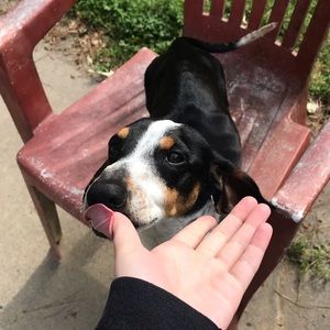 Meet your Posher, Abby